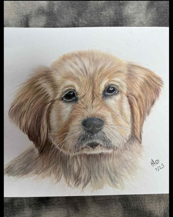 Yorkshire Terrier Puppy